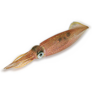 Squid PNG-47212